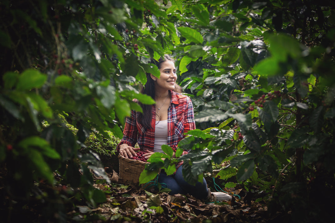 18 Conejo Medium Roast 18 Conejo Medium Roast