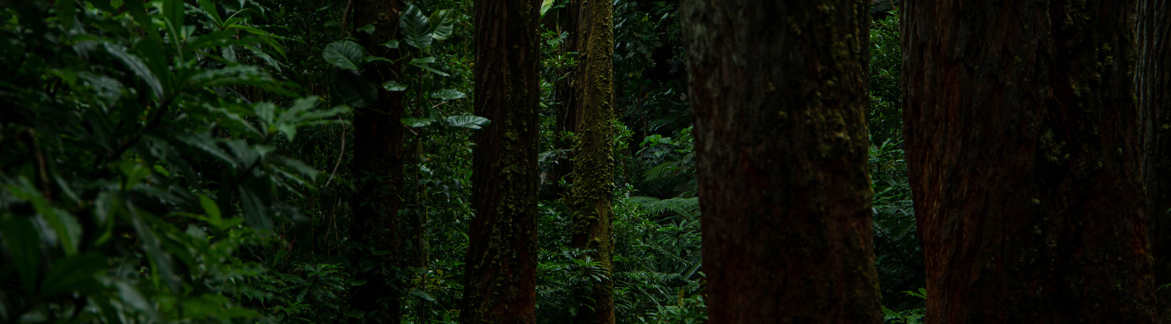 Sacred Cups Sacred Cups