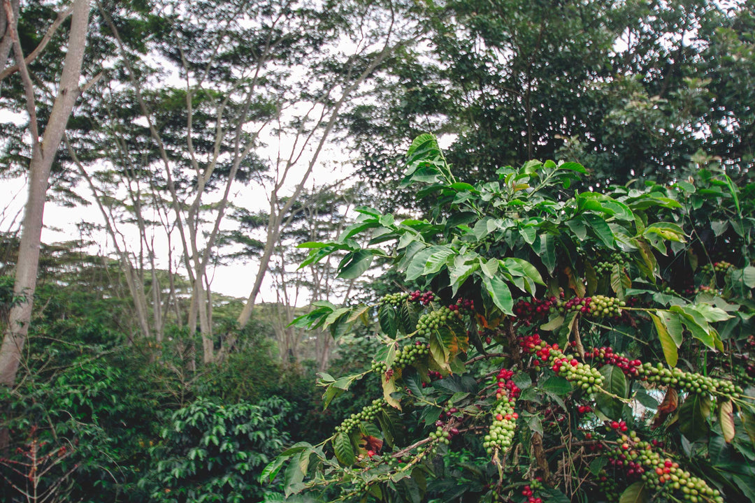 Aponte Inga Dark Roast Aponte Inga Dark Roast