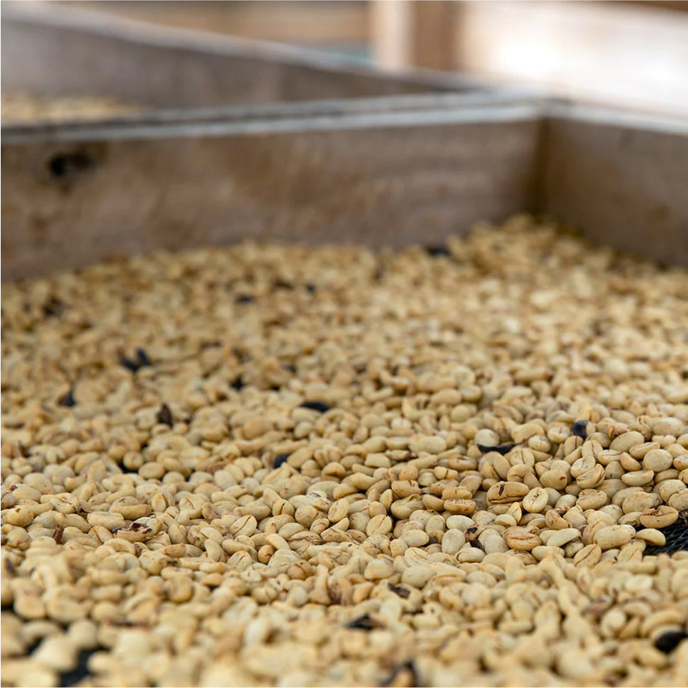 Coffee beans sorted on a tray Coffee beans sorted on a tray