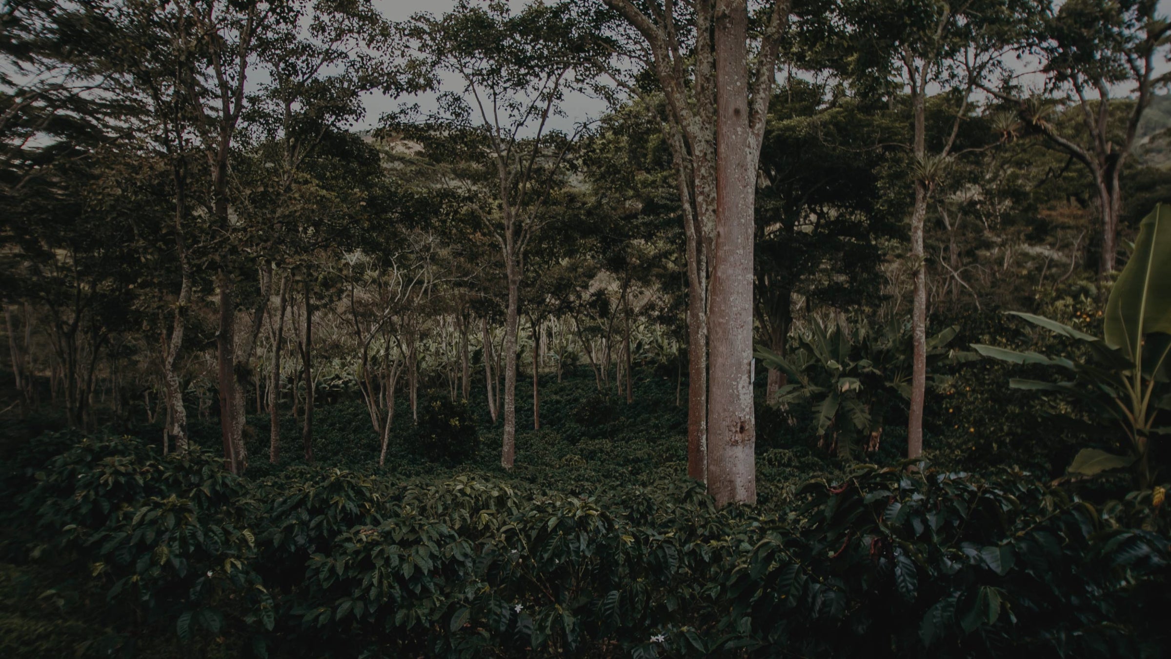 Coffee farm with trees and other vegetation Coffee farm with trees and other vegetation