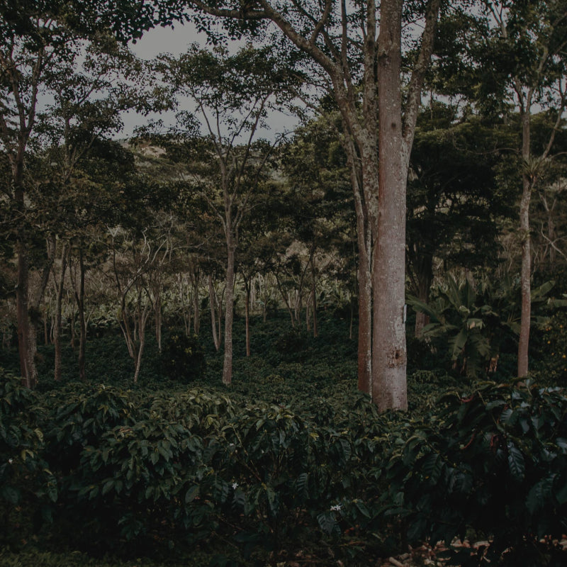 Coffee farm with trees and other vegetation Coffee farm with trees and other vegetation