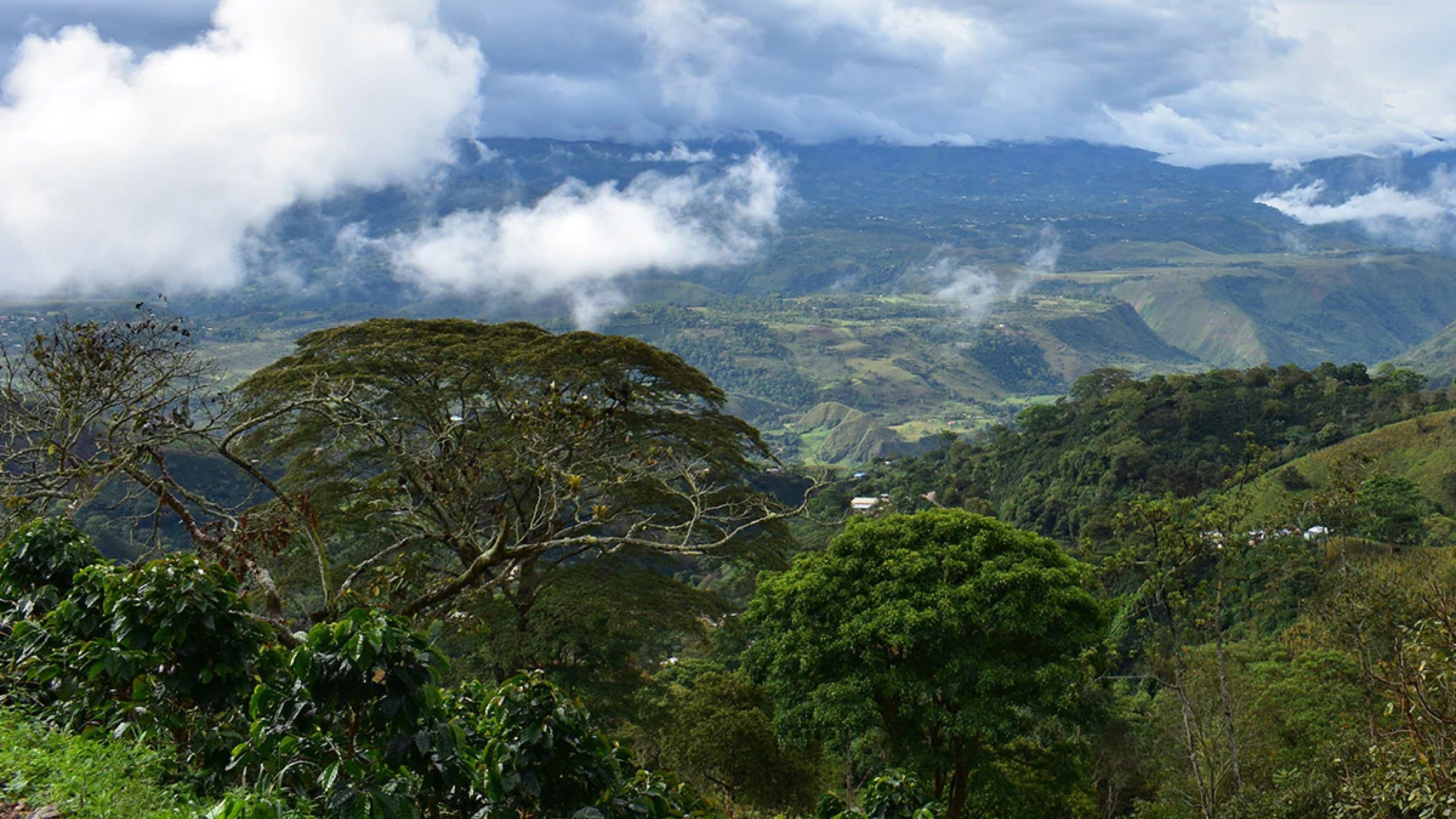 A vast rainforest stretches across the horizon with tall trees and clouds
