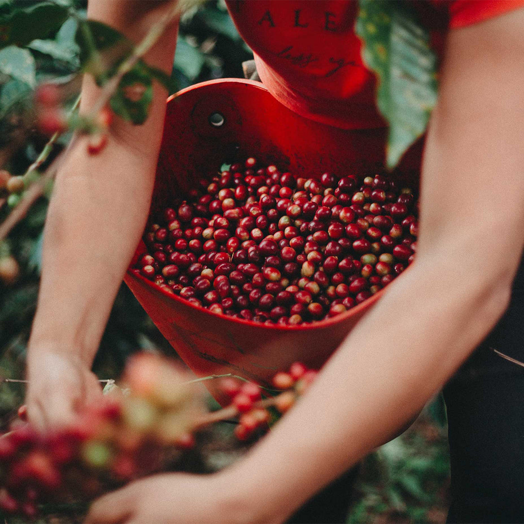 The Hummingbird Bundle The Hummingbird Bundle