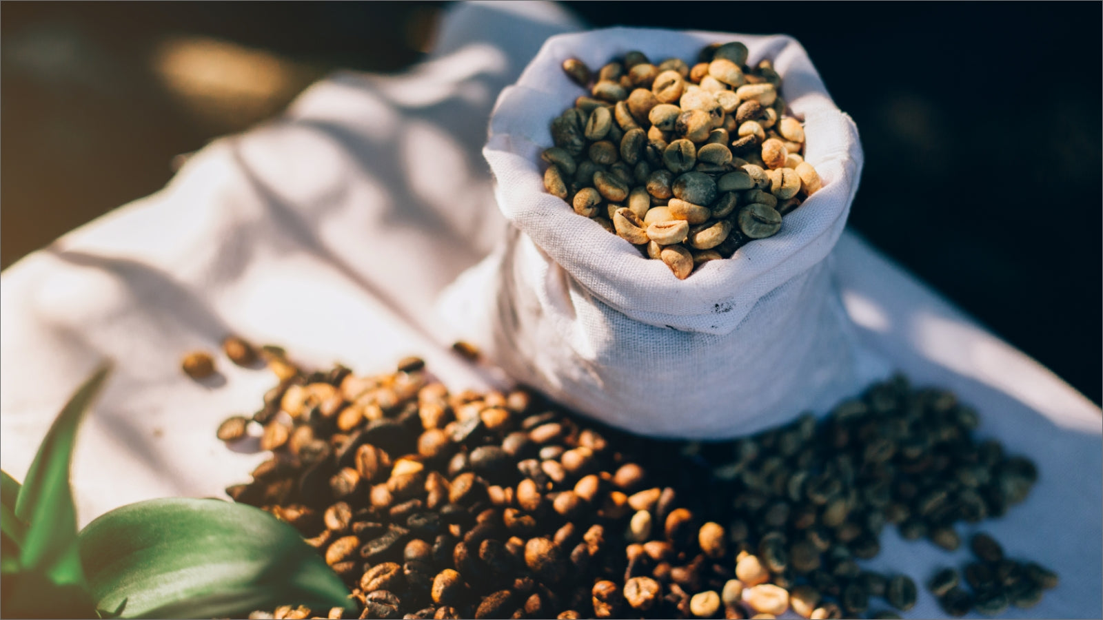 Arabica vs. Robusta Coffee: How Arabica Coffee Benefits Your Health