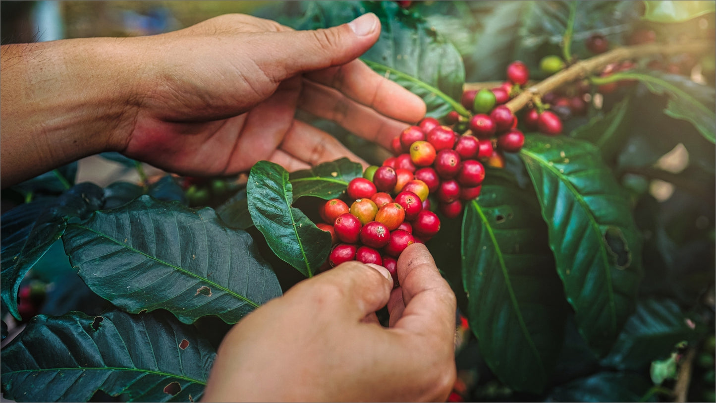 Chlorogenic Acid in Coffee: The Benefits of High CGA Coffee