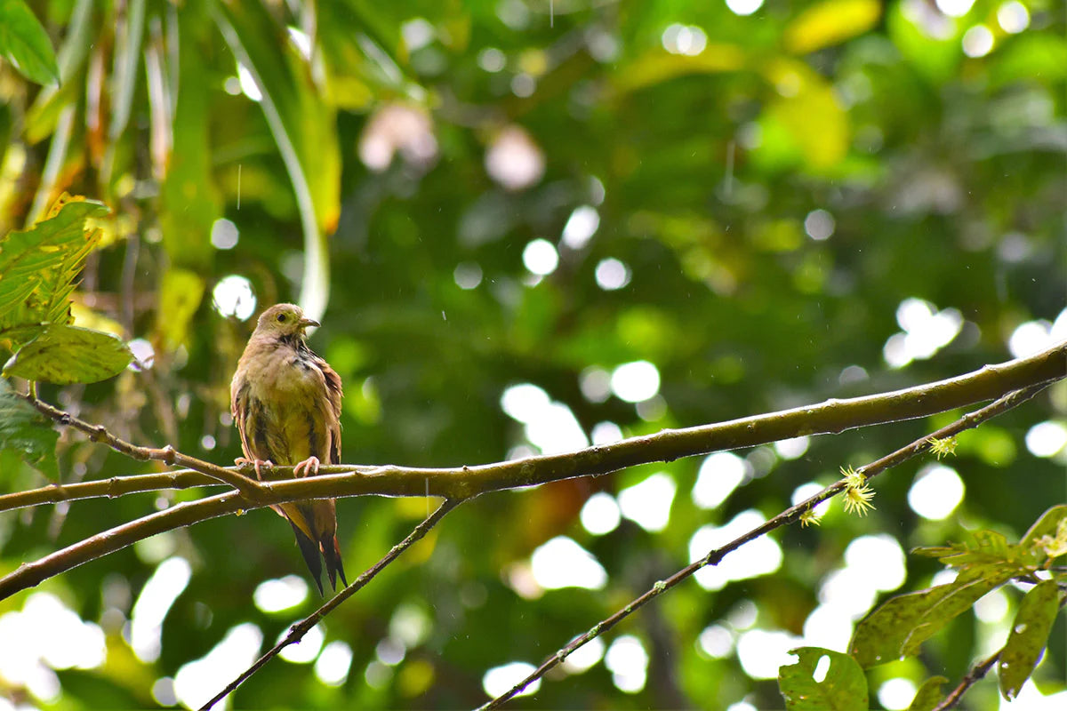 bird on tree at coffee farm