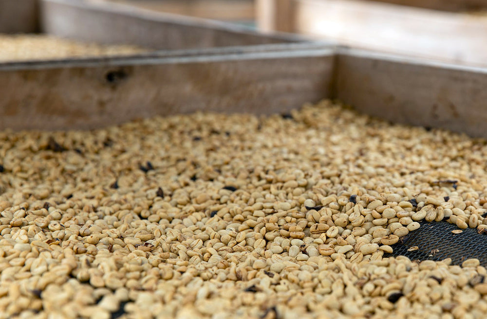 Coffee Processing: A science and an art, but what does it mean to "process" coffee?