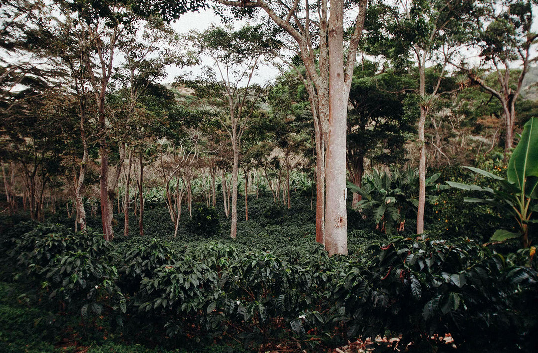 Exploring the World of Sustainable Coffee: Bird Friendly® and Rainforest Alliance Certified