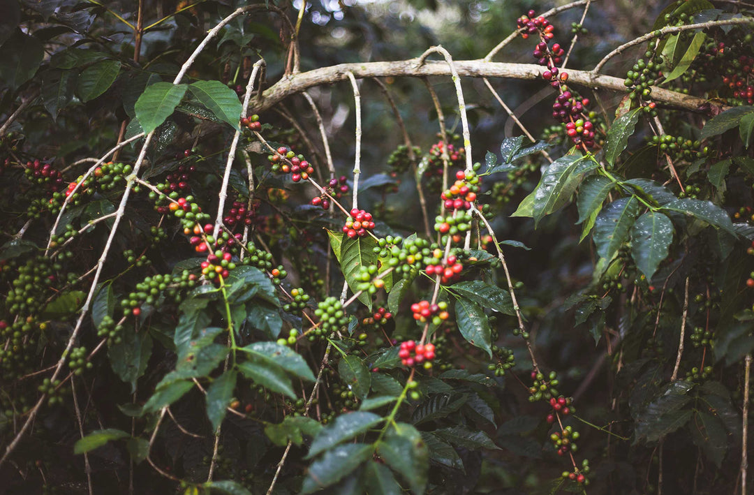 An Introduction to Coffee Cultivars