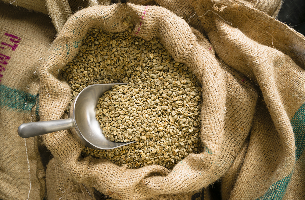 Green Coffee Ready for Roasting