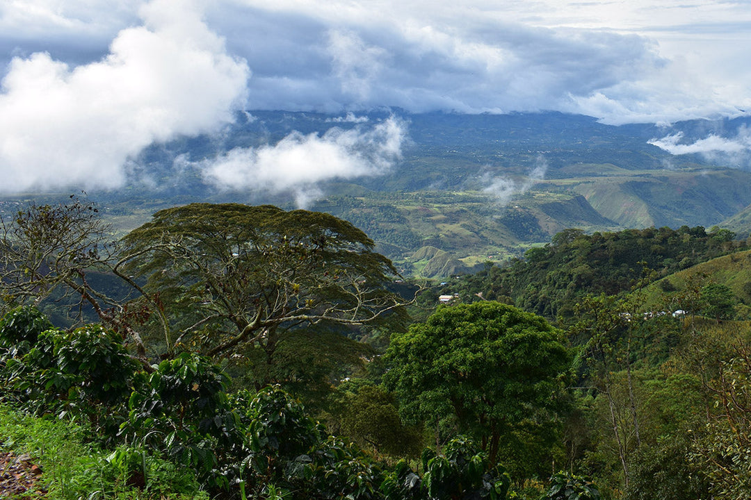Investing in a coffee farm has taught us these 5 things