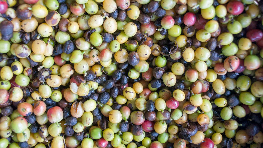 Mycotoxins in Coffee