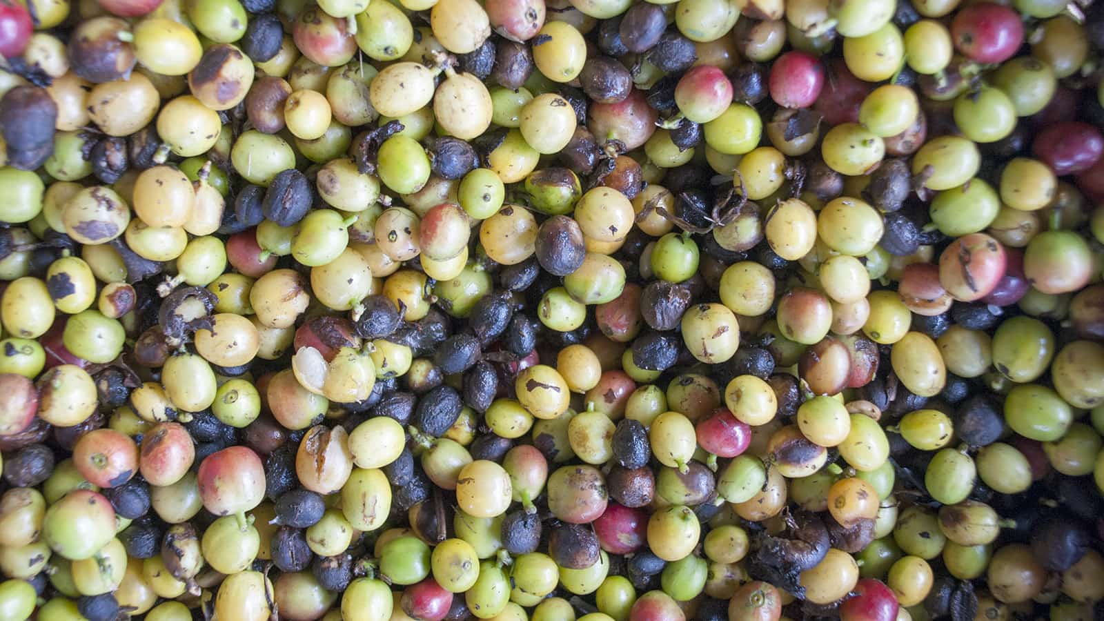 Mycotoxins in Coffee