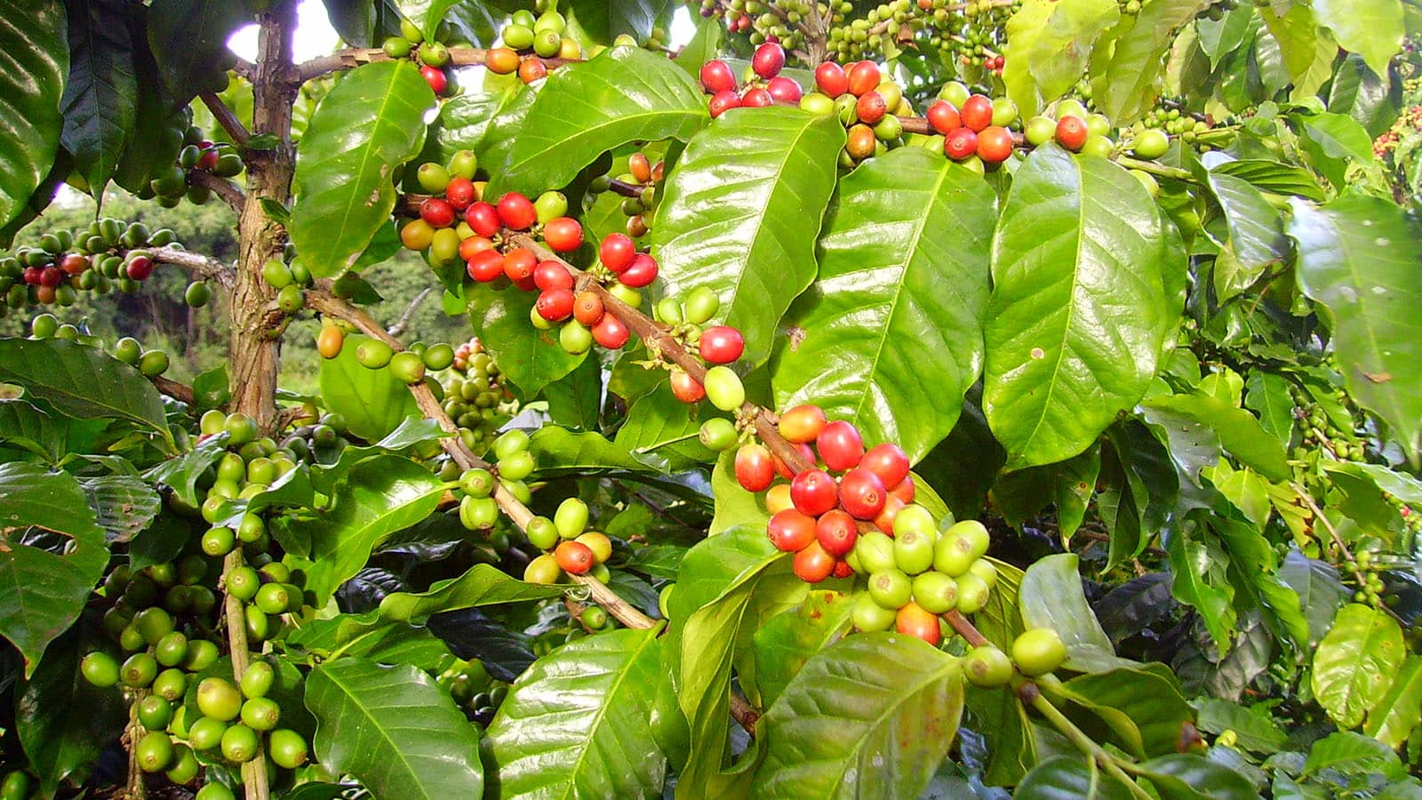 Organic Arabica Coffee Beans