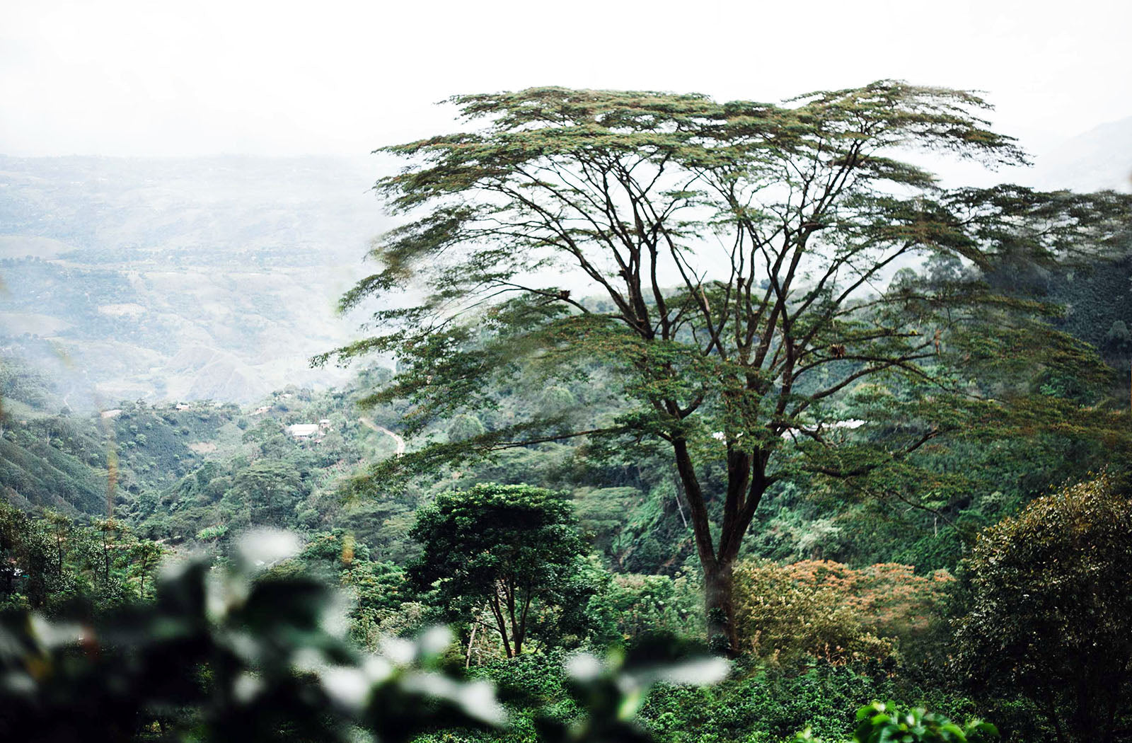 Purity Coffee Farms