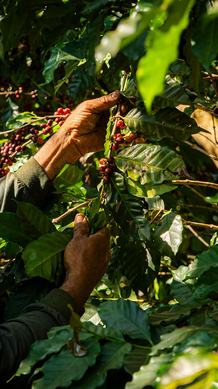 Aponte Inga Dark Roast Instant Coffee