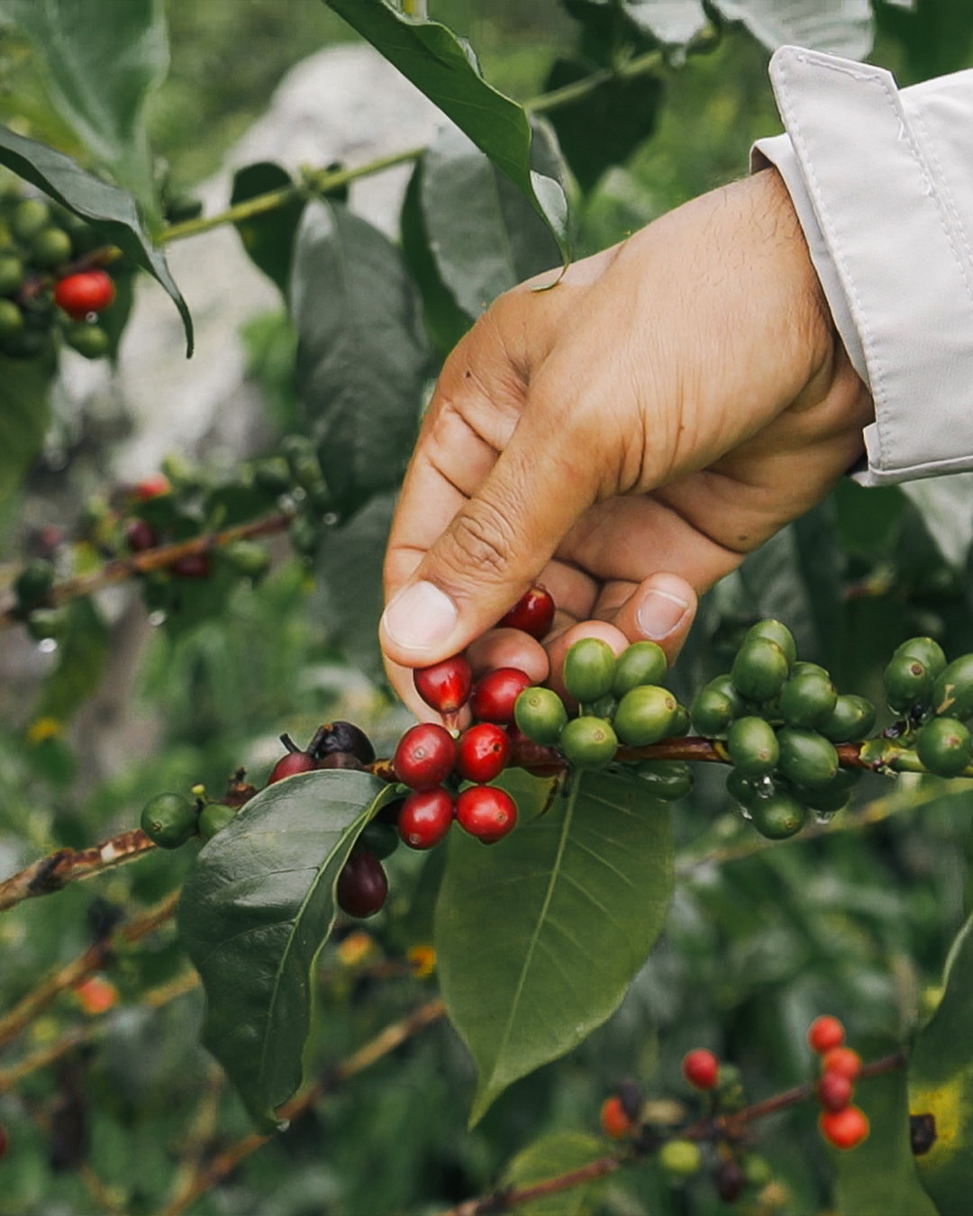 Aponte Inga Decaf Coffee