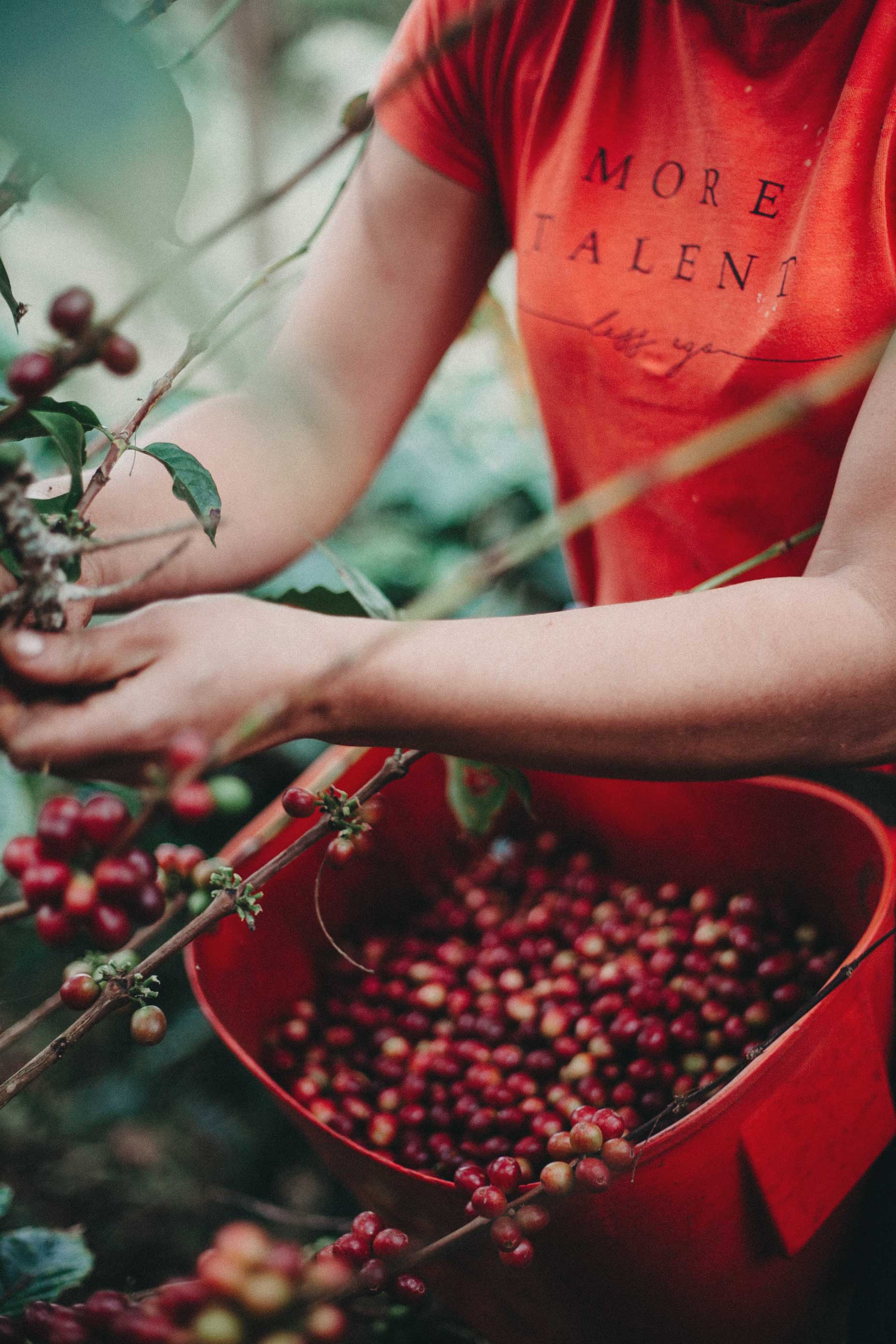 Autumn Bates Trusts Purity Coffee