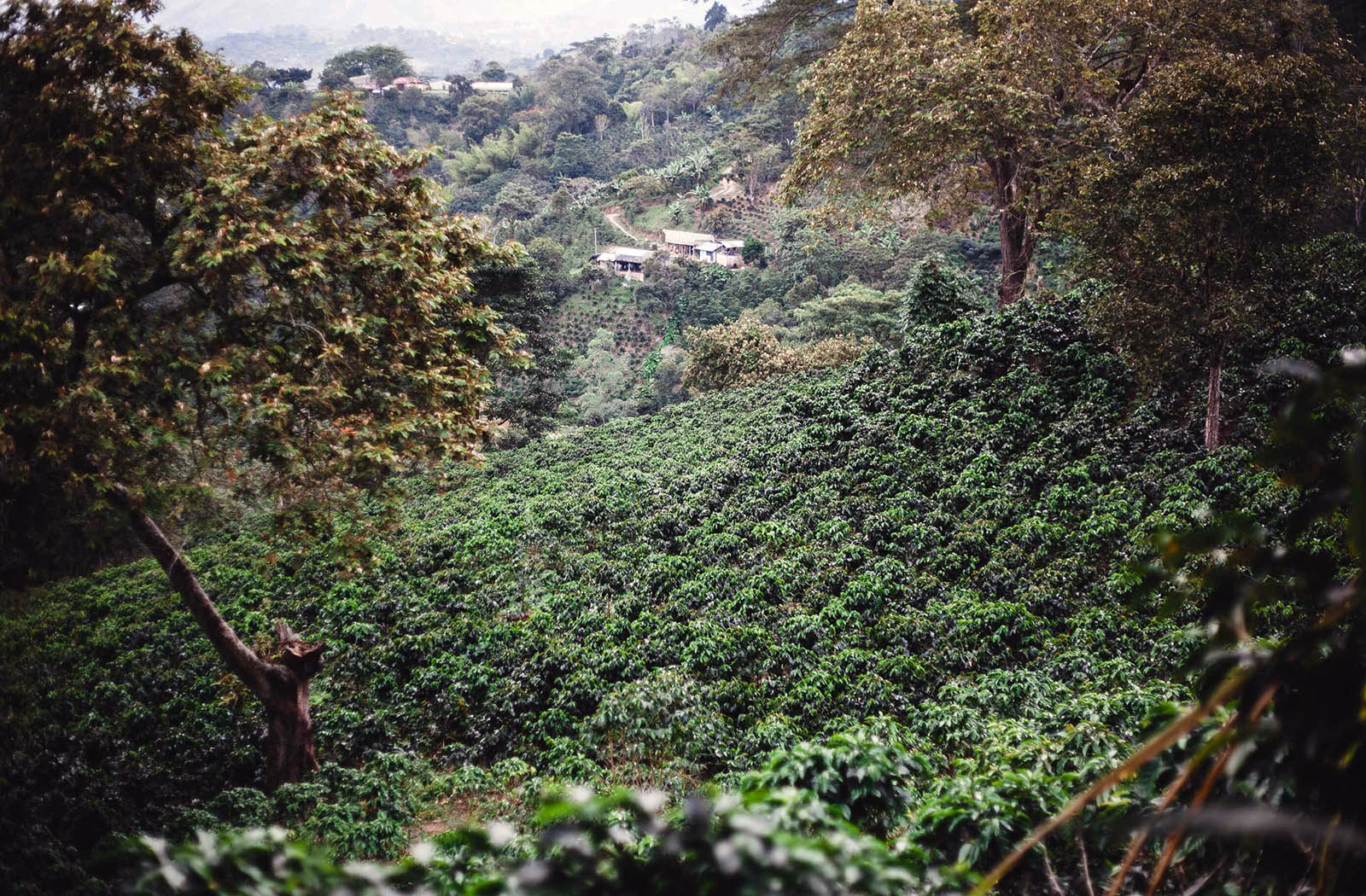 Coffee farm landscape from the Purity Coffee Knowledge Base