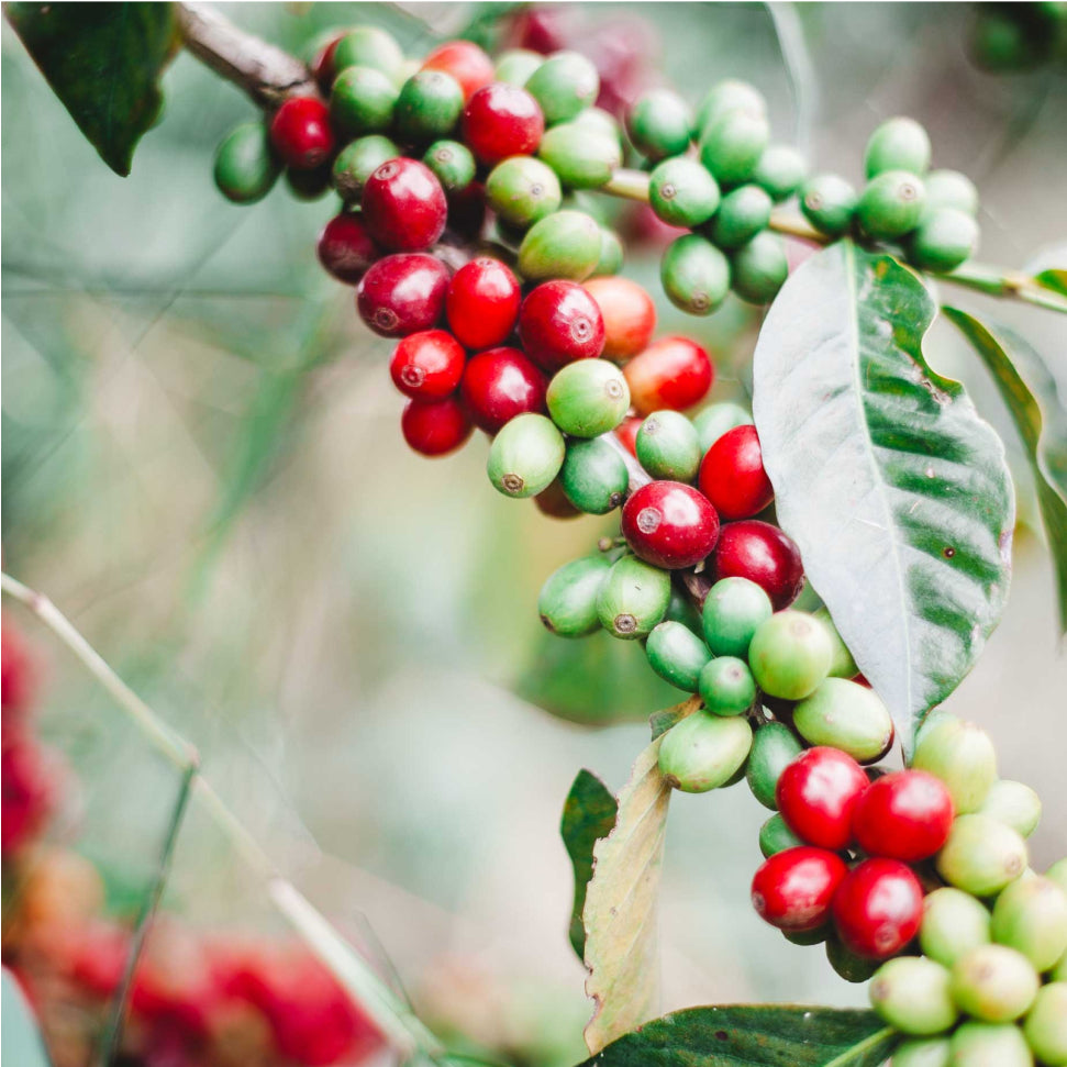 Coffee beans on bush