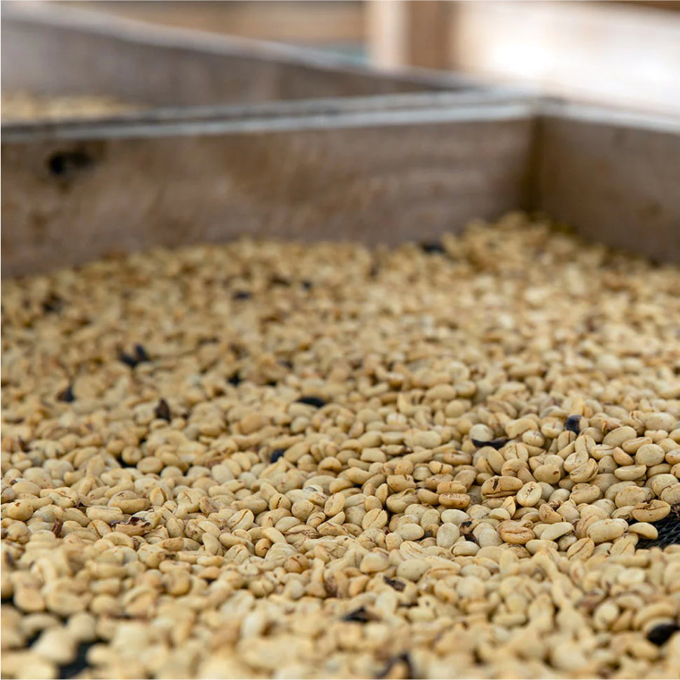 Coffee beans sorted on a tray