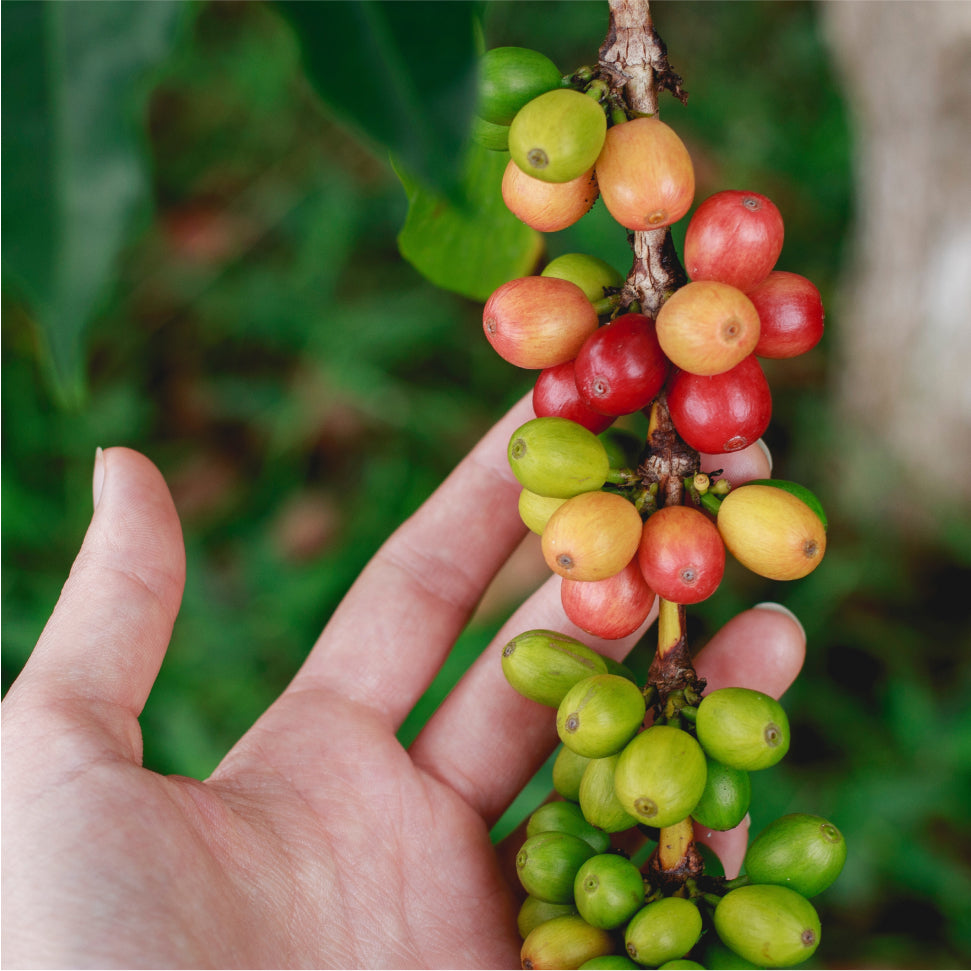 Hand holding beans on a coffee bush