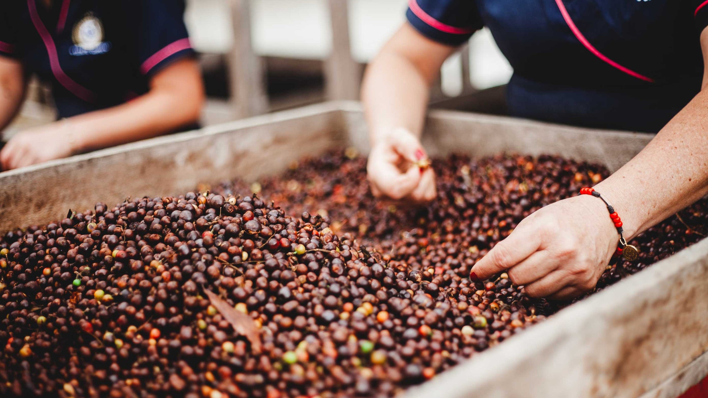 Coffee beans being sorted in a tray
