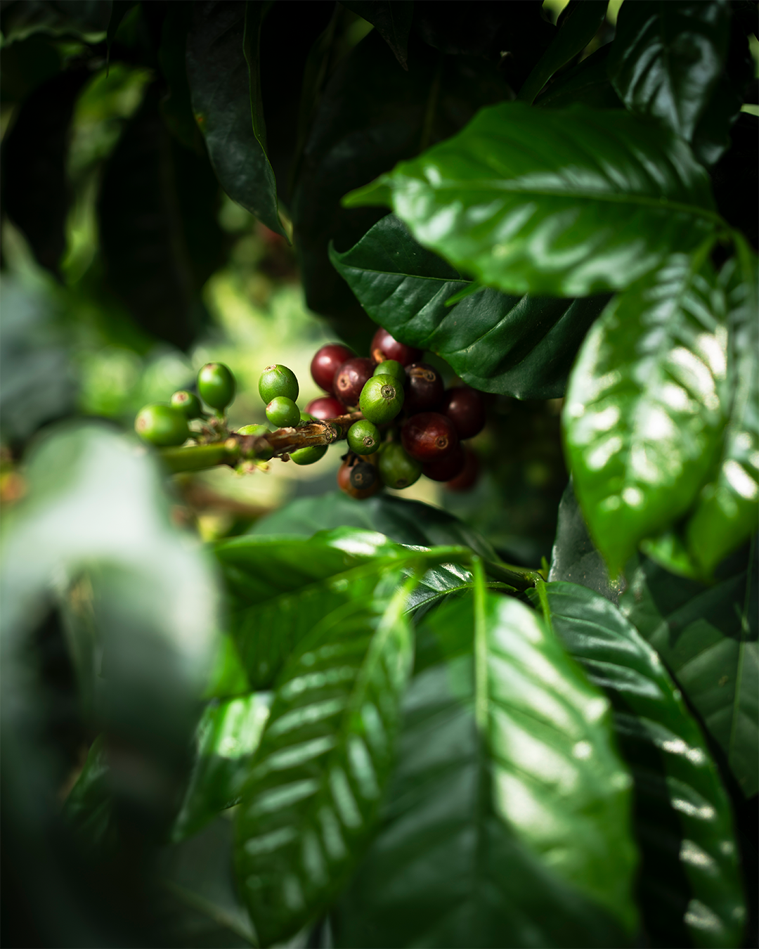 Starday Whole Bean Coffee