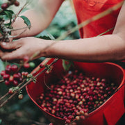 Coffee beans being picked and added to a basket.